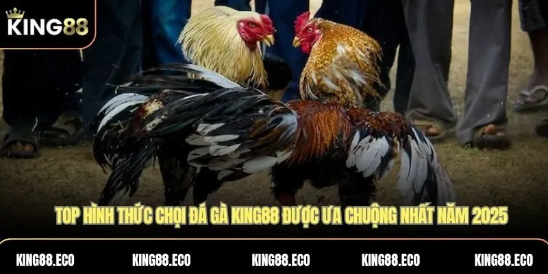 Top hình thức chơi đá gà KING88 được ưa chuộng nhất năm 2025
